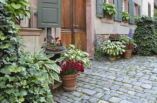 521163 - Ivies (Hedera), plantain lilies (Hosta) and pinks (Dianthus) in flower tubs