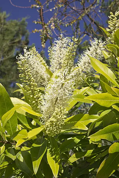 609026 - Ivory curl tree (Buckinghamia celsissima)