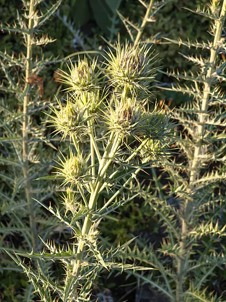 426323 - Ivory thistle (Ptilostemon afer syn. Cirsium diacanthum)