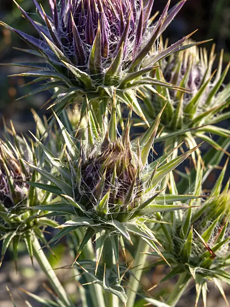 426326 - Ivory thistle (Ptilostemon afer syn. Cirsium diacanthum)