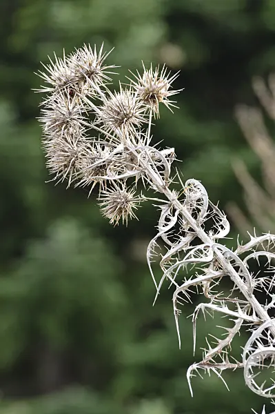 466075 - Ivory thistle (Ptilostemon afer syn. Cirsium diacanthum)