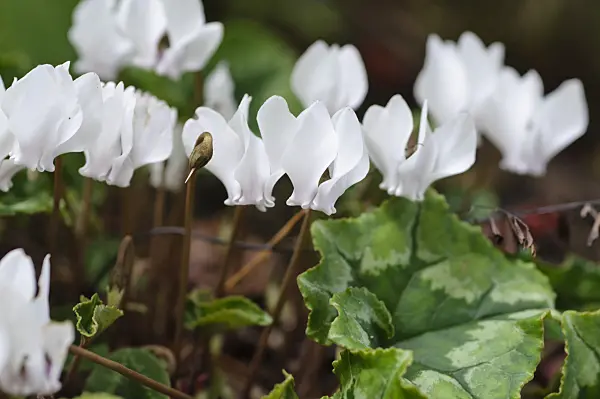 488093 - Ivy-leaved cyclamen (Cyclamen hederifolium 'Amaze Me' syn. Cyclamen neapolitanum 'Amaze Me')