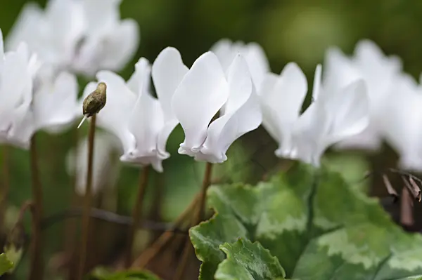 488094 - Ivy-leaved cyclamen (Cyclamen hederifolium 'Amaze Me' syn. Cyclamen neapolitanum 'Amaze Me')