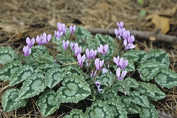 433212 - Ivy-leaved cyclamen (Cyclamen hederifolium syn. Cyclamen neapolitanum)