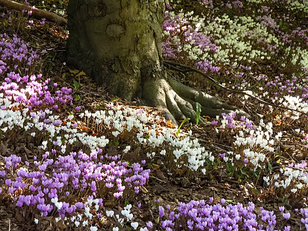 441161 - Ivy-leaved cyclamen (Cyclamen hederifolium syn. Cyclamen neapolitanum)