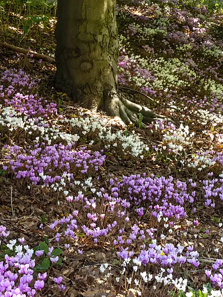 441162 - Ivy-leaved cyclamen (Cyclamen hederifolium syn. Cyclamen neapolitanum)