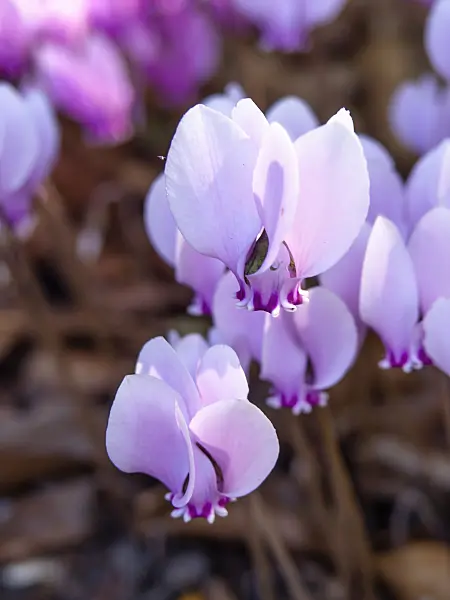 441163 - Ivy-leaved cyclamen (Cyclamen hederifolium syn. Cyclamen neapolitanum)