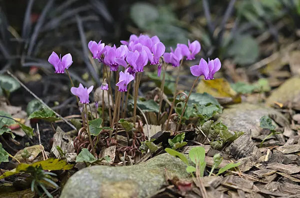 524188 - Ivy-leaved cyclamen (Cyclamen hederifolium syn. Cyclamen neapolitanum)