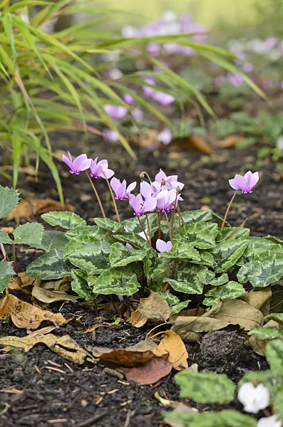 525113 - Ivy-leaved cyclamen (Cyclamen hederifolium syn. Cyclamen neapolitanum)