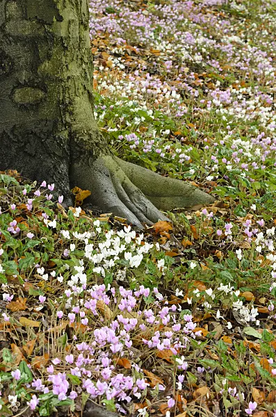 525117 - Ivy-leaved cyclamen (Cyclamen hederifolium syn. Cyclamen neapolitanum)