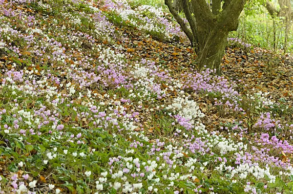 525118 - Ivy-leaved cyclamen (Cyclamen hederifolium syn. Cyclamen neapolitanum)