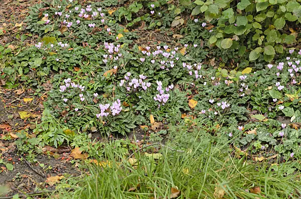 525312 - Ivy-leaved cyclamen (Cyclamen hederifolium syn. Cyclamen neapolitanum)