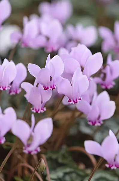 525373 - Ivy-leaved cyclamen (Cyclamen hederifolium syn. Cyclamen neapolitanum)