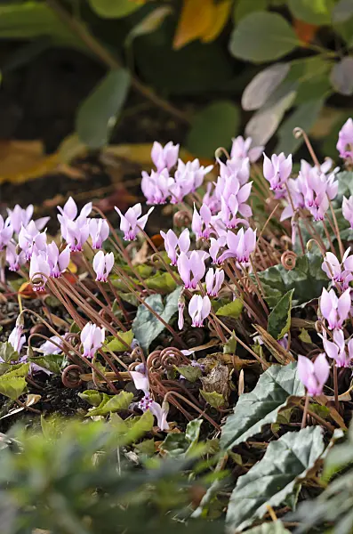 525437 - Ivy-leaved cyclamen (Cyclamen hederifolium syn. Cyclamen neapolitanum)