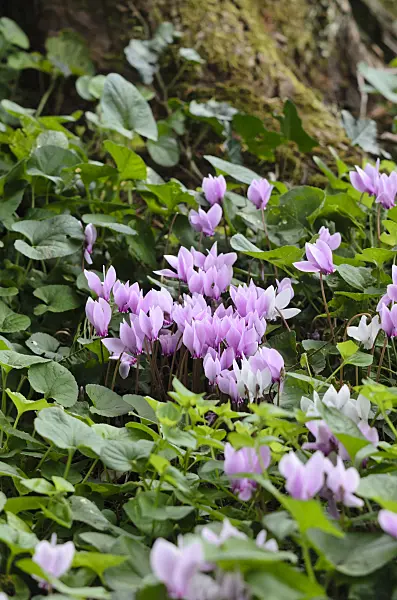 535084 - Ivy-leaved cyclamen (Cyclamen hederifolium syn. Cyclamen neapolitanum)