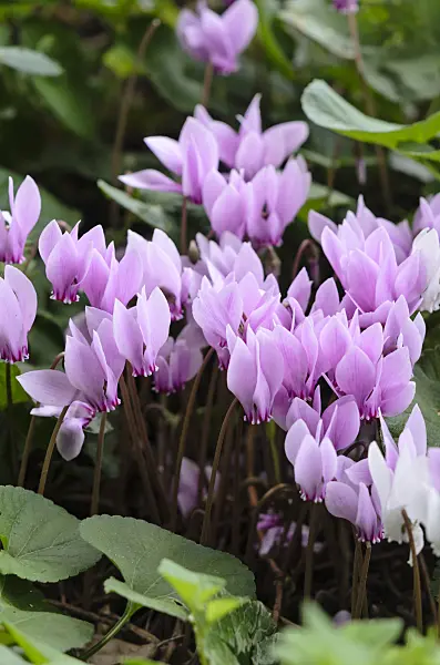 535085 - Ivy-leaved cyclamen (Cyclamen hederifolium syn. Cyclamen neapolitanum)