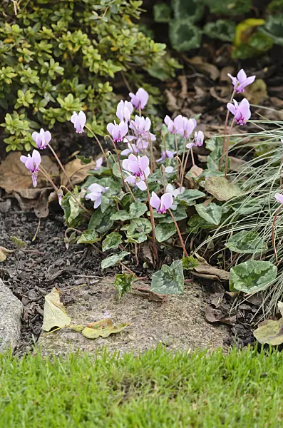 536189 - Ivy-leaved cyclamen (Cyclamen hederifolium syn. Cyclamen neapolitanum)