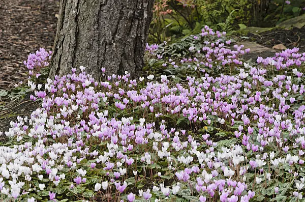 549086 - Ivy-leaved cyclamen (Cyclamen hederifolium syn. Cyclamen neapolitanum)