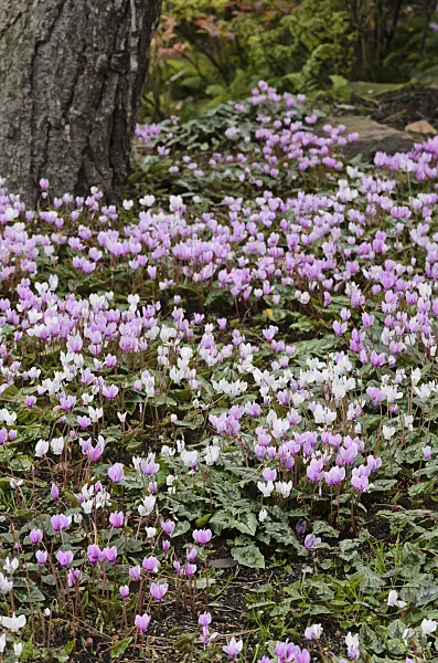 549087 - Ivy-leaved cyclamen (Cyclamen hederifolium syn. Cyclamen neapolitanum)