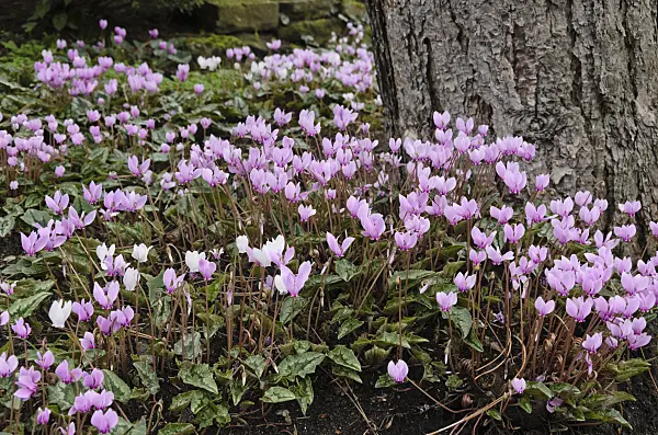 549088 - Ivy-leaved cyclamen (Cyclamen hederifolium syn. Cyclamen neapolitanum)
