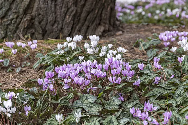 651206 - Ivy-leaved cyclamen (Cyclamen hederifolium syn. Cyclamen neapolitanum)