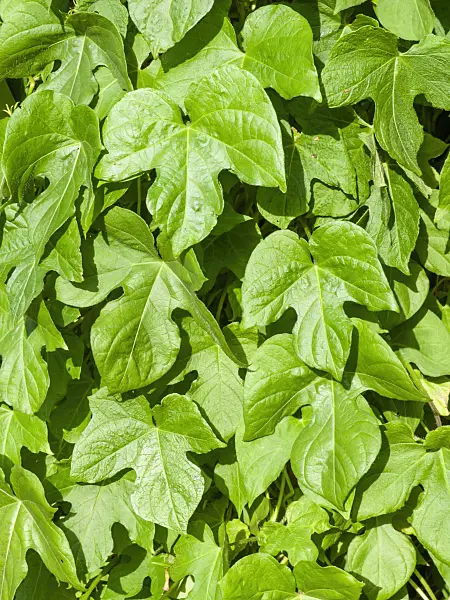 441042 - Ivy-leaved morning glory (Ipomoea hederacea)