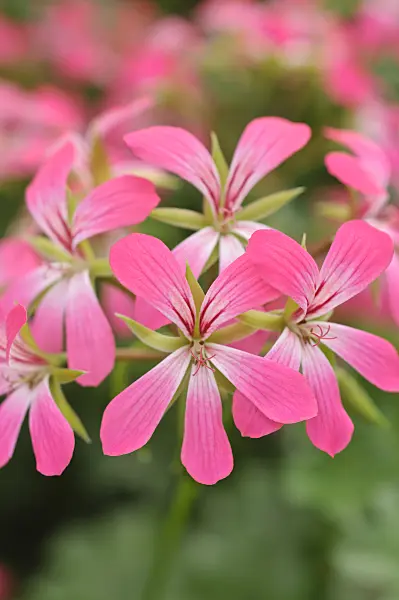485040 - Ivy-leaved pelargonium (Pelargonium peltatum 'Acapulco')