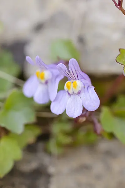 471178 - Ivy-leaved toadflax (Cymbalaria muralis)