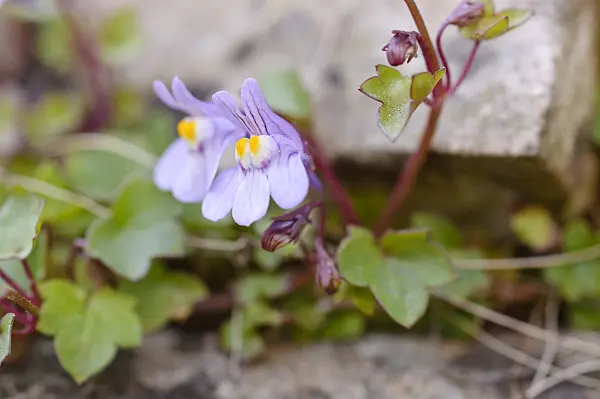471179 - Ivy-leaved toadflax (Cymbalaria muralis)