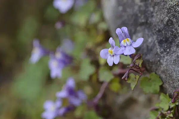 471180 - Ivy-leaved toadflax (Cymbalaria muralis)