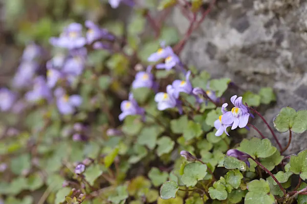 471181 - Ivy-leaved toadflax (Cymbalaria muralis)