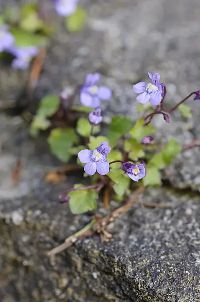 472147 - Ivy-leaved toadflax (Cymbalaria muralis)