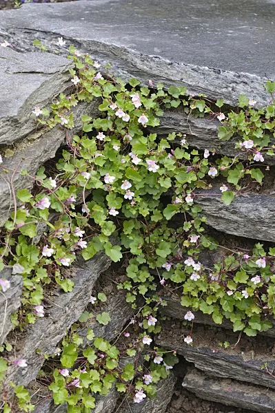 472316 - Ivy-leaved toadflax (Cymbalaria muralis)