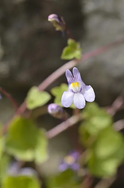 496139 - Ivy-leaved toadflax (Cymbalaria muralis)