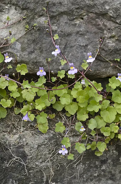 496140 - Ivy-leaved toadflax (Cymbalaria muralis)