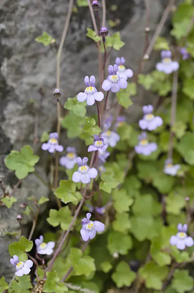 496141 - Ivy-leaved toadflax (Cymbalaria muralis)