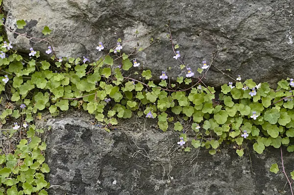 496142 - Ivy-leaved toadflax (Cymbalaria muralis)