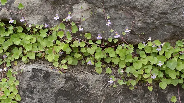 496151 - Ivy-leaved toadflax (Cymbalaria muralis)