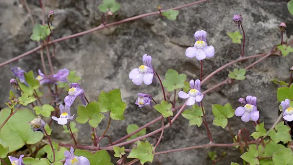 496152 - Ivy-leaved toadflax (Cymbalaria muralis)