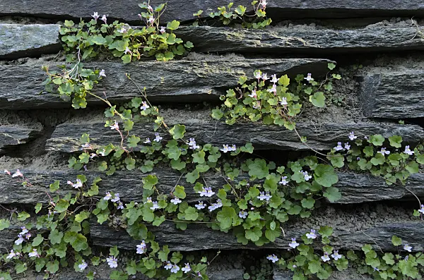 496228 - Ivy-leaved toadflax (Cymbalaria muralis)
