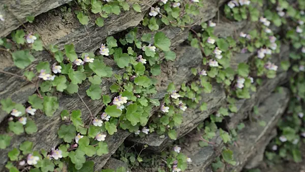 496235 - Ivy-leaved toadflax (Cymbalaria muralis)