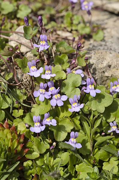 507172 - Ivy-leaved toadflax (Cymbalaria muralis)