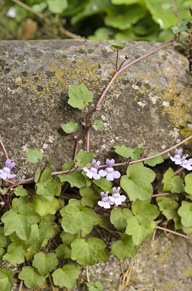 507190 - Ivy-leaved toadflax (Cymbalaria muralis)