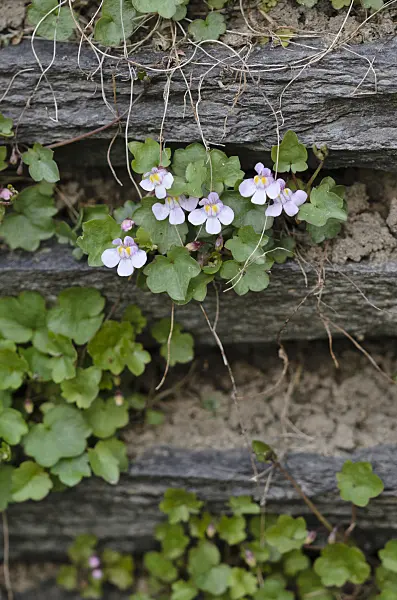 520055 - Ivy-leaved toadflax (Cymbalaria muralis)