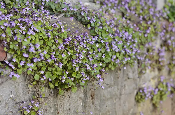 520320 - Ivy-leaved toadflax (Cymbalaria muralis)