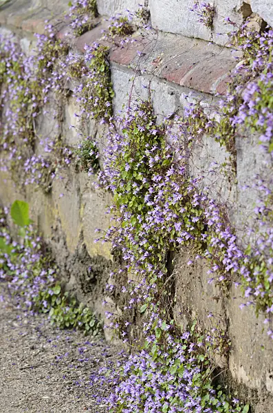 520321 - Ivy-leaved toadflax (Cymbalaria muralis)