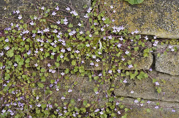 544085 - Ivy-leaved toadflax (Cymbalaria muralis)