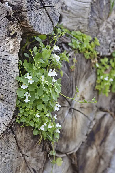 471329 - Ivy-leaved toadflax (Cymbalaria muralis 'Alba')