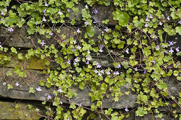 533425 - Ivy-leaved toadflax (Cymbalaria muralis) on a dry stone wall