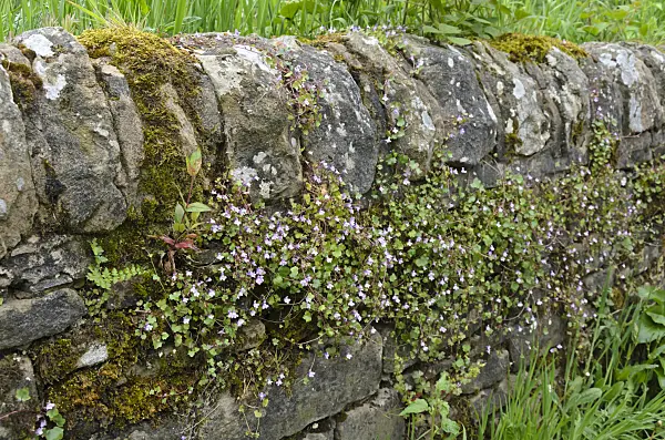 533505 - Ivy-leaved toadflax (Cymbalaria muralis) on a mossy stone wall